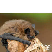 گونه خفاش لب‌ کوتاه Common Pipistrelle 